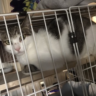 寂しい思いをしている猫ちゃん。人なれ訓練中。ベテランの方に。