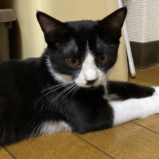 里親様決定。  人懐っこく、他の猫ちゃんとも仲良く出来る兄妹猫。...