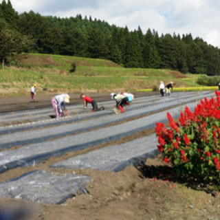 ニンニクの種こぼし作業の画像