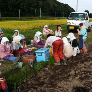 ニンニクの種こぼし作業の画像
