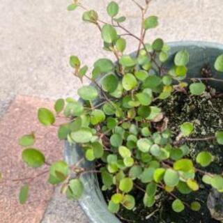 ワイヤープランツの画像