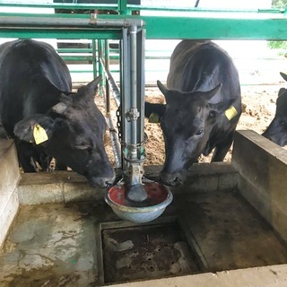 松阪まるよし玉城牧場での松阪牛の肥育管理スタッフ募集の画像