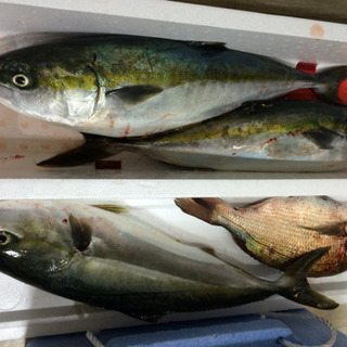 神戸周辺（西宮～明石間）で釣り仲間募集中！！