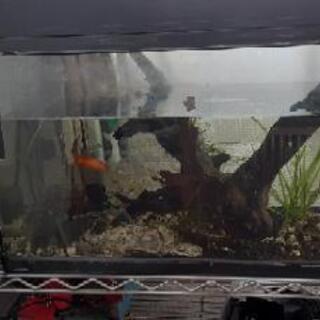 水槽60センチ