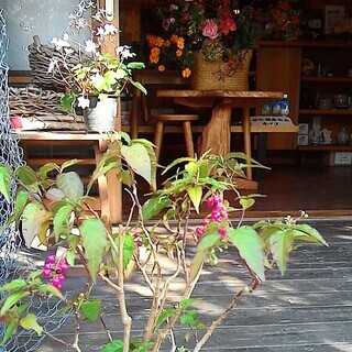 「GalleryCafeかえる」★かえるCafe★かえる★いろいろなイベントを実施してます。英会話　英語　易しい日常会話いin English 　  ハーブ教室　健康井戸端会などの画像