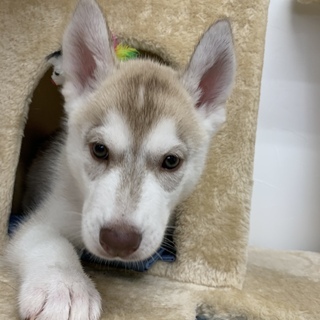2ヶ月ハスキー子犬里親募集　投稿文をよくご確認ください。 - 豊橋市