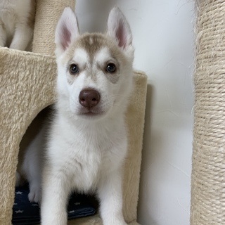 2ヶ月ハスキー子犬里親募集　投稿文をよくご確認ください。 − 愛知県
