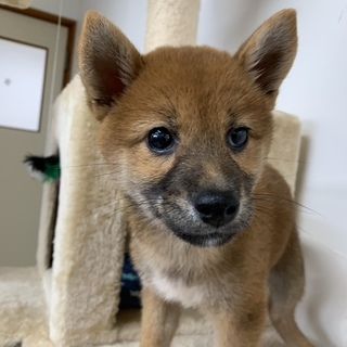 2ヶ月柴犬女の子里親募集中