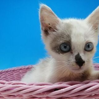 生後60日程度の早期不妊手術済の女の子😻 - 伊東市