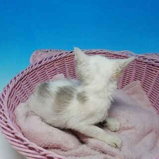 生後60日程度の早期不妊手術済の女の子😻 - 猫