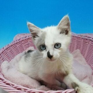 生後60日程度の早期不妊手術済の女の子😻 − 静岡県