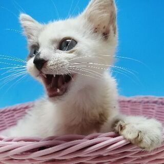 生後60日程度の早期不妊手術済の女の子😻 - 里親募集