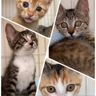 子猫4匹2カ月　一時停止中　