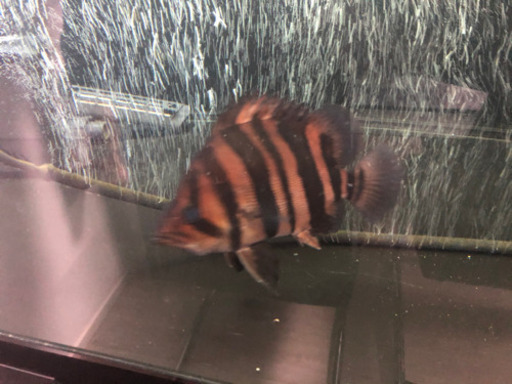 ダトニオ美バンド