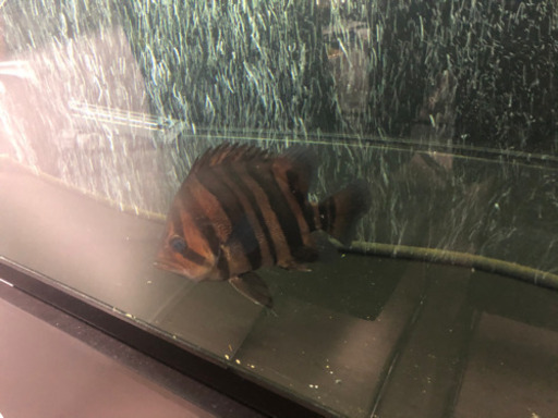 ダトニオ美バンド