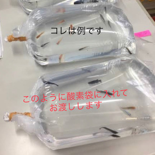 必ず連絡ください。メダカ一袋3匹300円　10 名様限定来週の3...