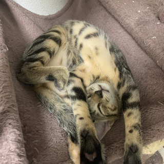 アメリカンショートヘア雄猫4ヶ月５匹(あと２匹、茶トラと鼠色)の画像