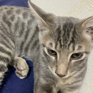 アメリカンショートヘア雄猫4ヶ月５匹(あと２匹、茶トラと鼠色) - 里親募集