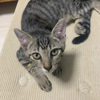 アメリカンショートヘア雄猫4ヶ月５匹(あと２匹、茶トラと鼠色) - 大阪市