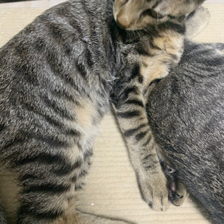 アメリカンショートヘア雄猫4ヶ月５匹(あと２匹、茶トラと鼠色) − 大阪府