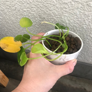 水草　ウォーターポピーの画像