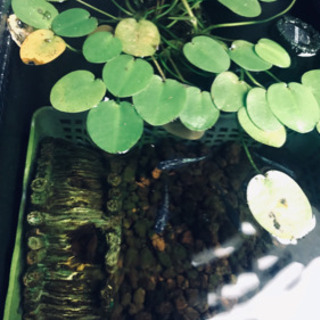 水草　ウォーターポピーの画像