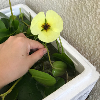 水草　ウォーターポピー