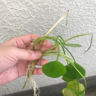 水草　ウォーターポピーの画像