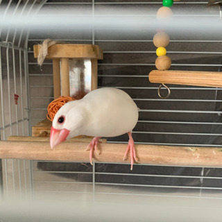 文鳥2羽の里親募集