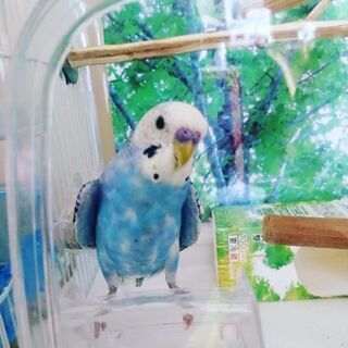 見つかりました！ありがとうございました！【東京都】セキセイインコ...