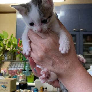 里親さん探しをしています