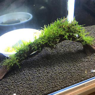 【素材】流木モス　その2の画像
