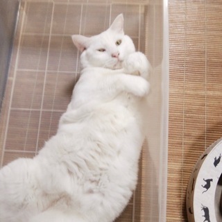 真っ白モッチモチのおもちくん