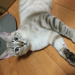 【里親さん決定】シャムトラ・オス・１歳半くらい