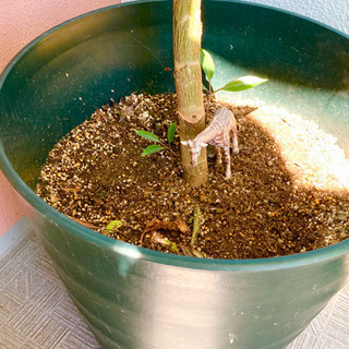 売約済み&受付終了   観葉植物差し上げます(急ぎ)の画像