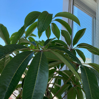 売約済み&受付終了   観葉植物差し上げます(急ぎ)の画像
