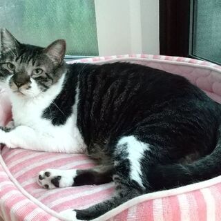 人馴れ途上の猫ですが愛嬌ある風貌で里親さんもメロメロ！ぽんたくん...