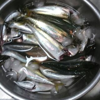 気楽な釣り～