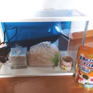 【8/22まで限定】水槽、餌・砂利・エアポンプ付き