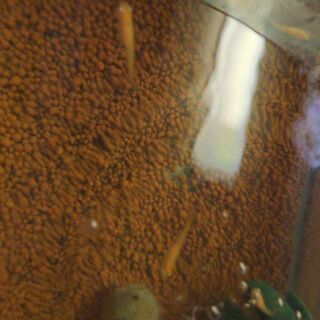 卑弥呼若魚ヒレ伸び始め両ホッペ赤ブドウ目の良個体です(^^)