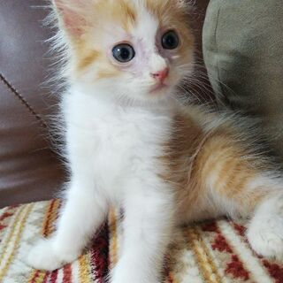 約2ヶ月の長毛茶トラの子猫ちゃんです☆