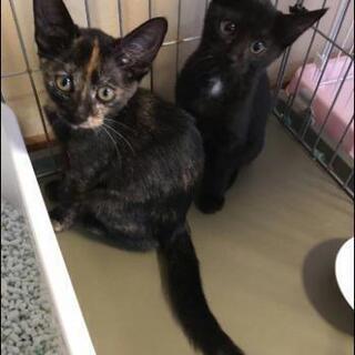 真っ黒ちゃん里親さん募集(決まりました)