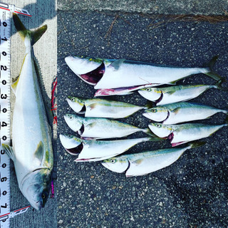 釣り仲間募集