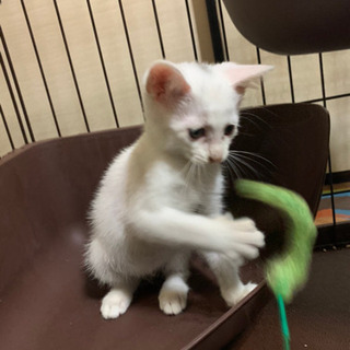 白の子猫　里親募集