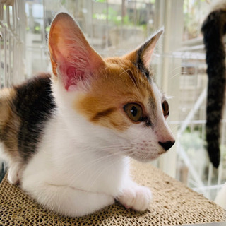(ご相談中のため一時停止します)三毛の子猫ちゃん　3ヶ月くらい