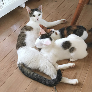ハチワレ　小柄な母猫　美人さんです