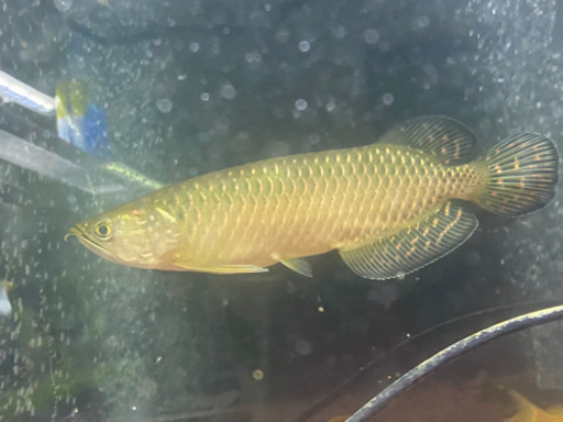 至急ノーザンバラムンディ25cm