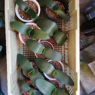 秋に開花　マユハケオモト