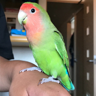 コザクラインコ