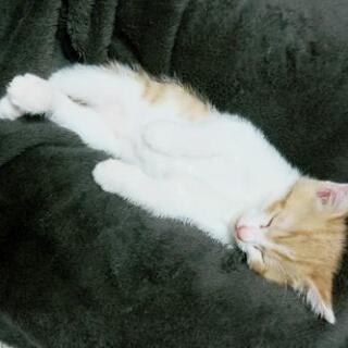 里親募集しています。